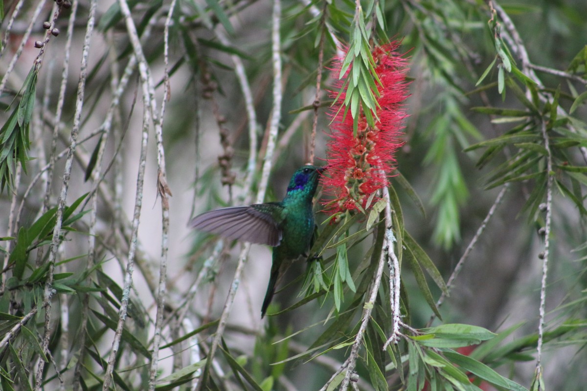 kolibřík modrouchý - ML189180891