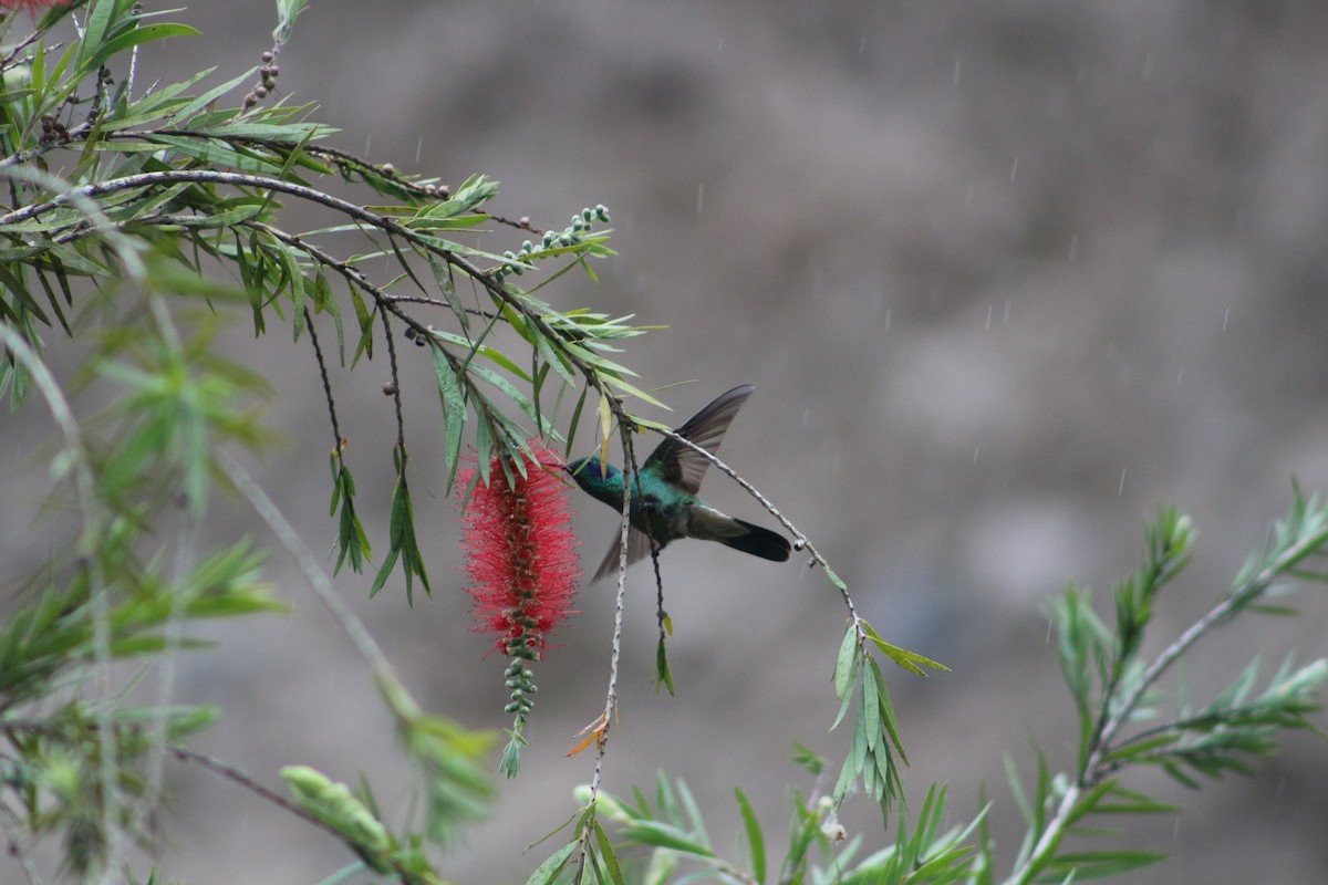 kolibřík modrouchý - ML189180911