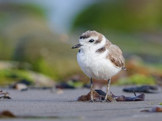  - Snowy Plover