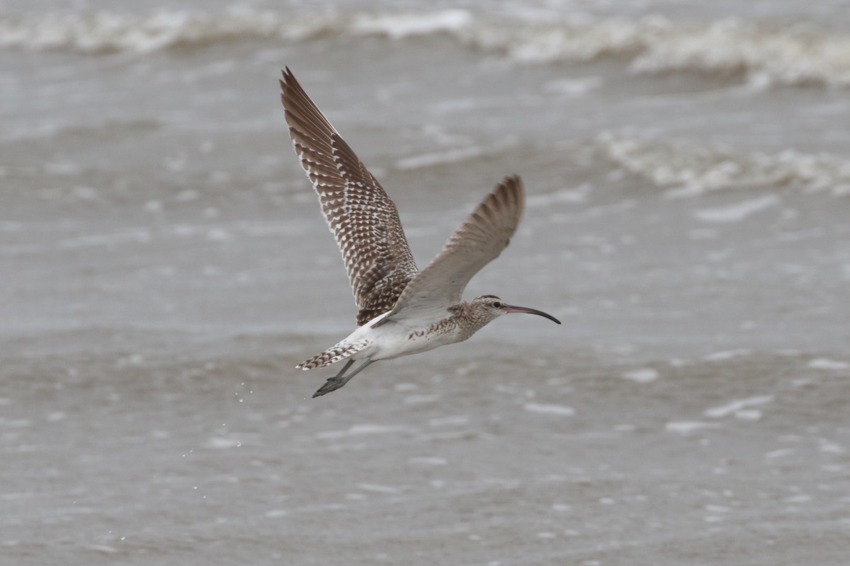 Whimbrel (Steppe) - ML189181451