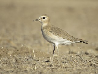  - Mountain Plover