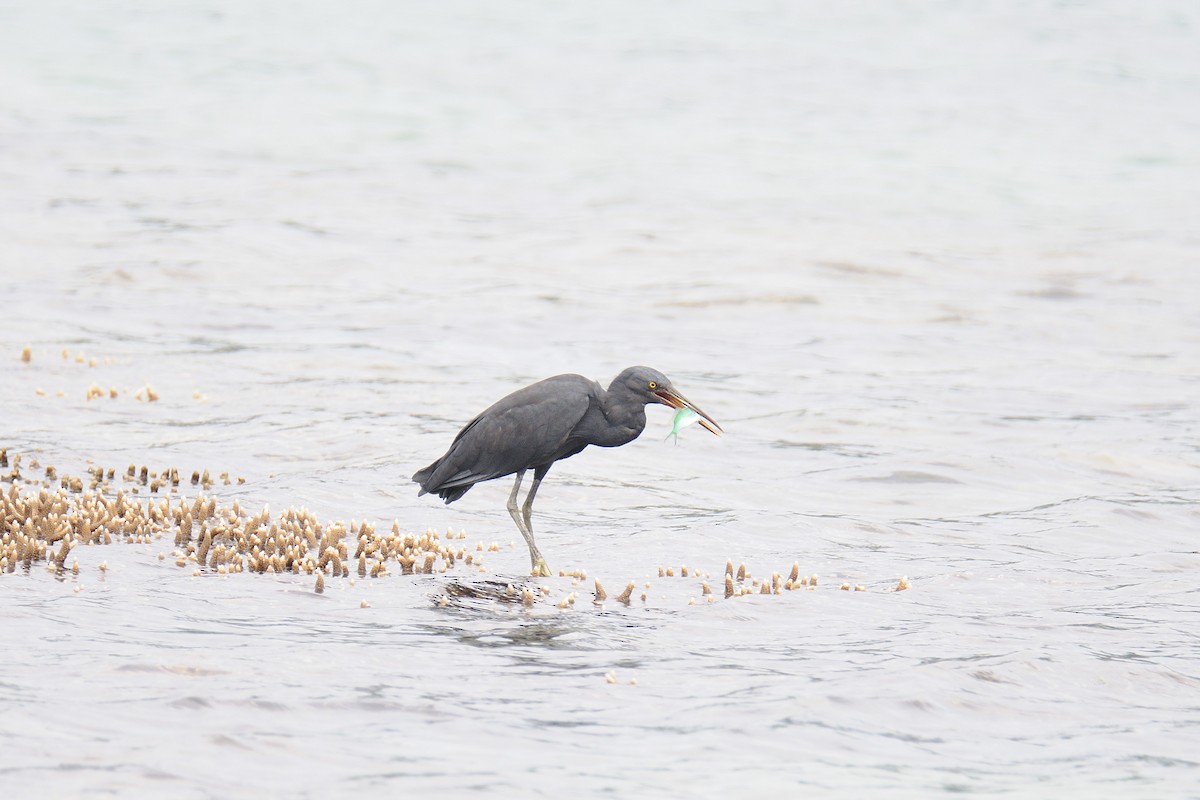 Pacific Reef-Heron - terence zahner