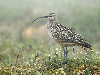  - Bristle-thighed Curlew
