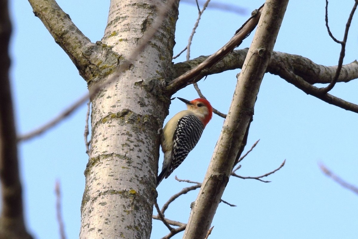 Red-bellied Woodpecker - ML189183441