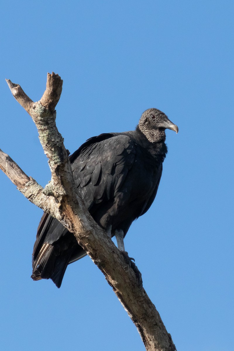 Black Vulture - ML189186961