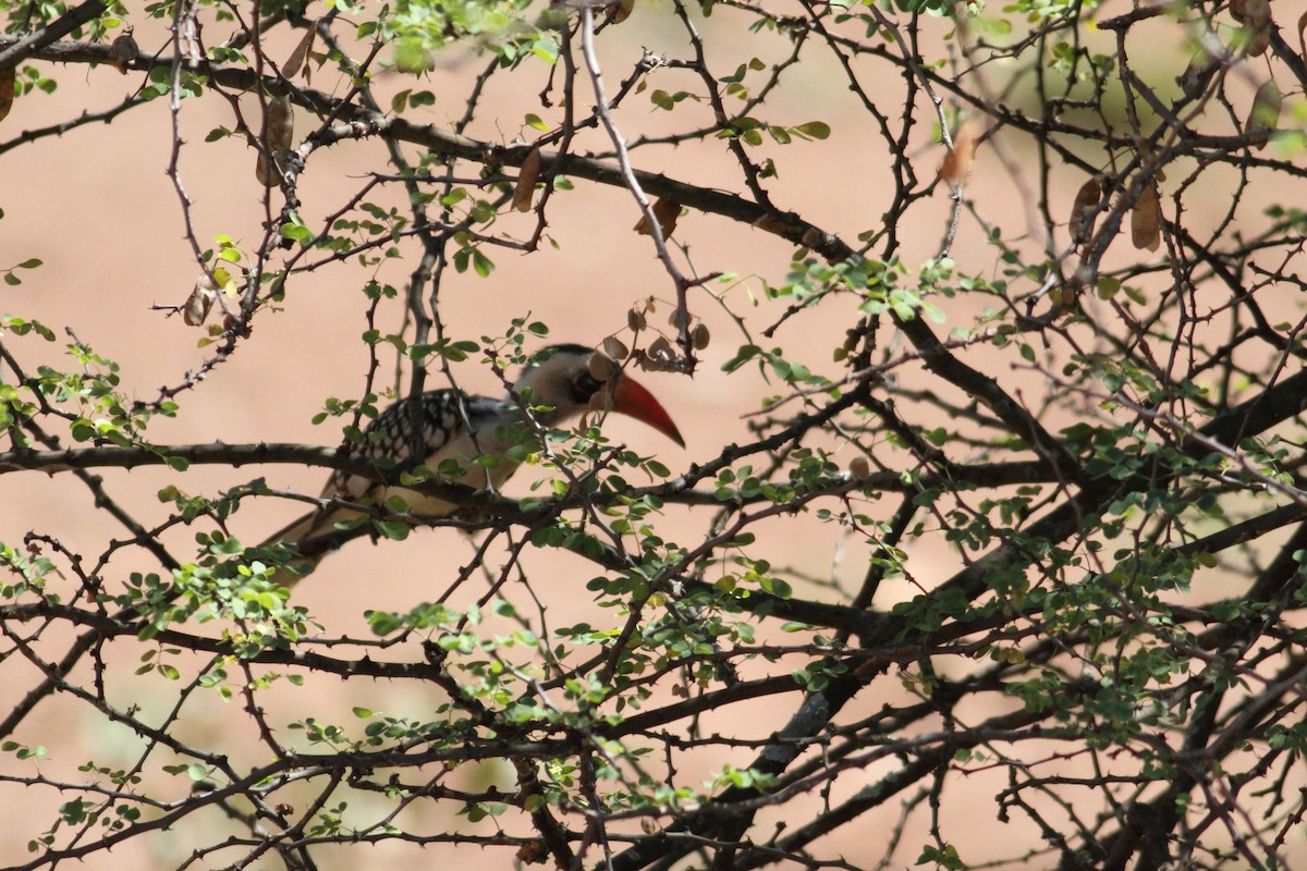 Tanzanian Red-billed Hornbill - ML189188381