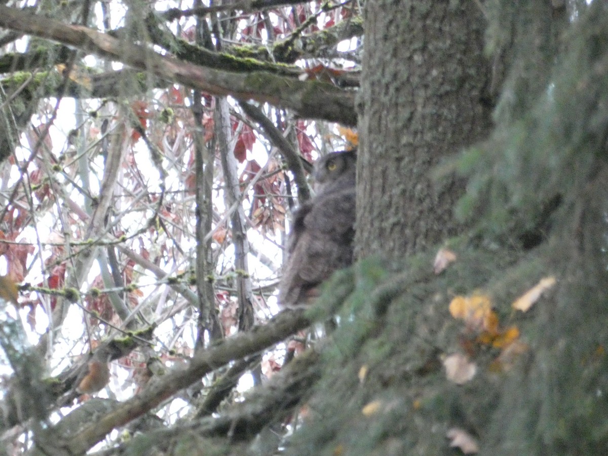 Great Horned Owl - ML189193111