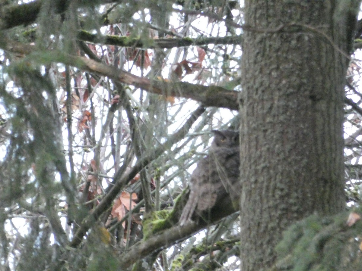 Great Horned Owl - ML189193121