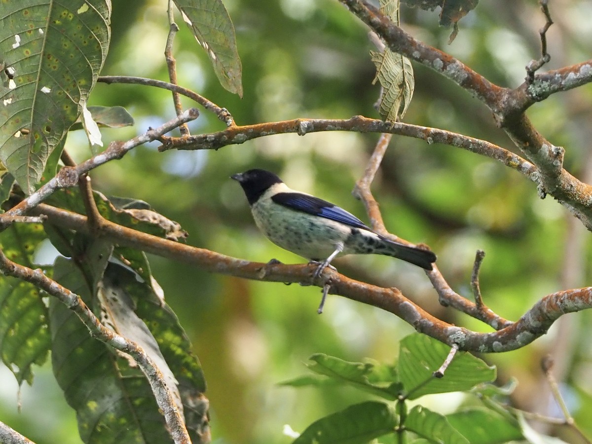 Black-headed Tanager - ML189198171