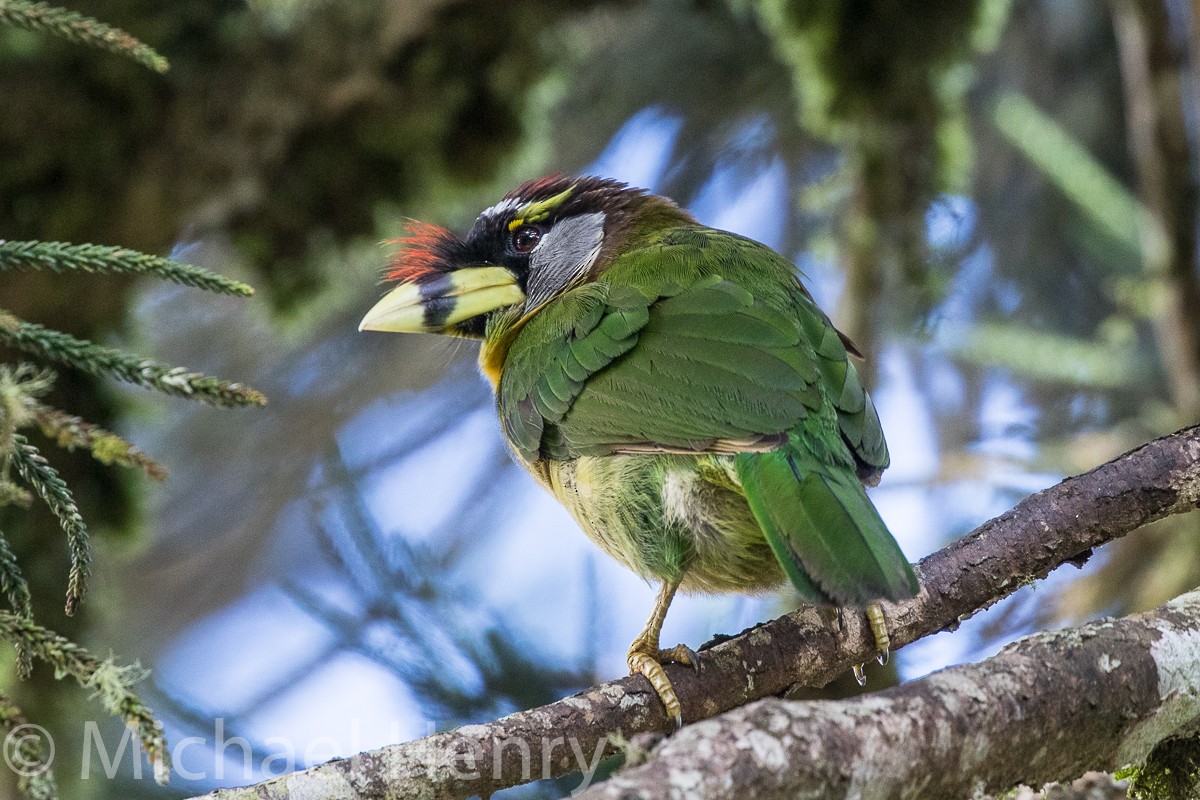 Fire-tufted Barbet - Michael Henry