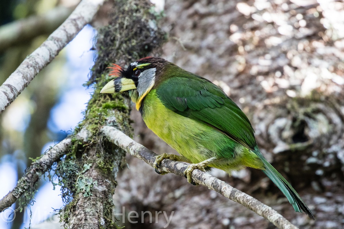 Fire-tufted Barbet - ML189203931