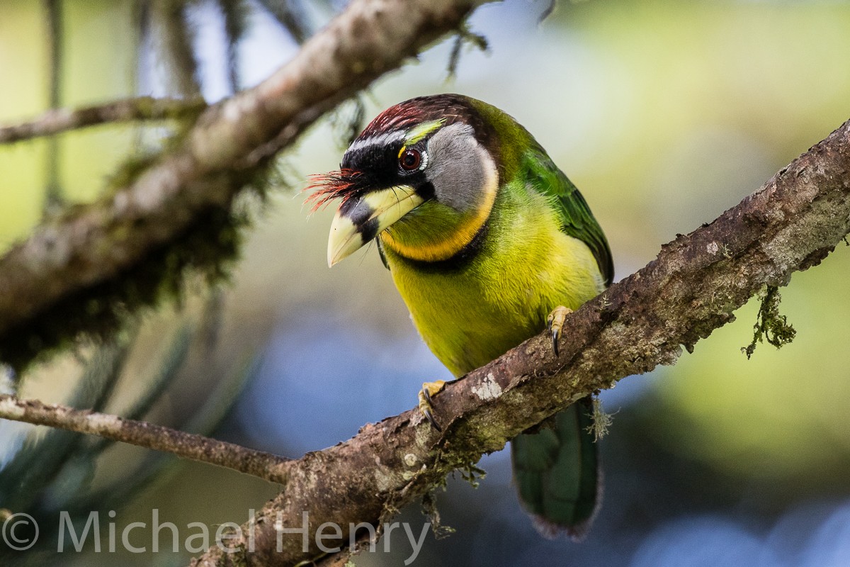 Fire-tufted Barbet - ML189203941
