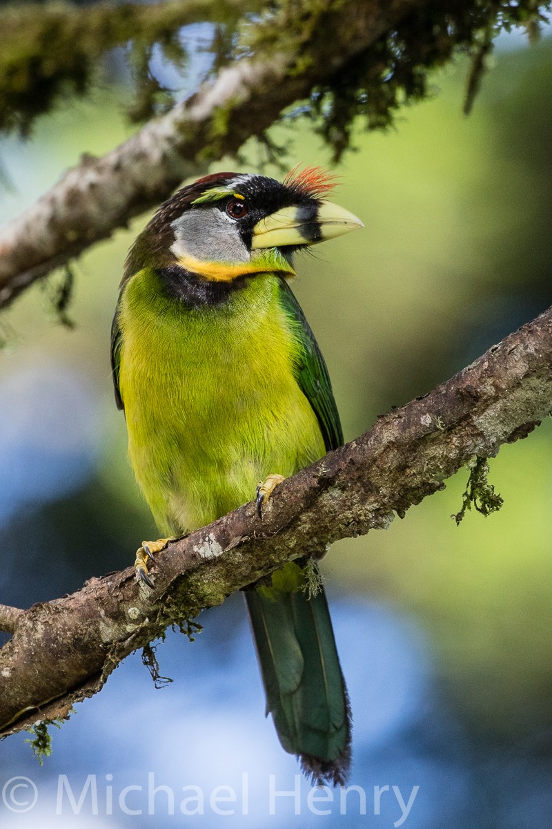 Fire-tufted Barbet - ML189203961