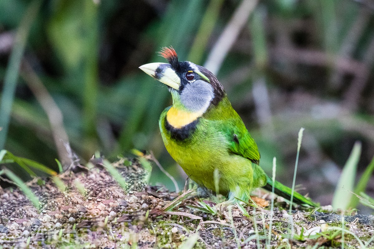 Fire-tufted Barbet - ML189203971