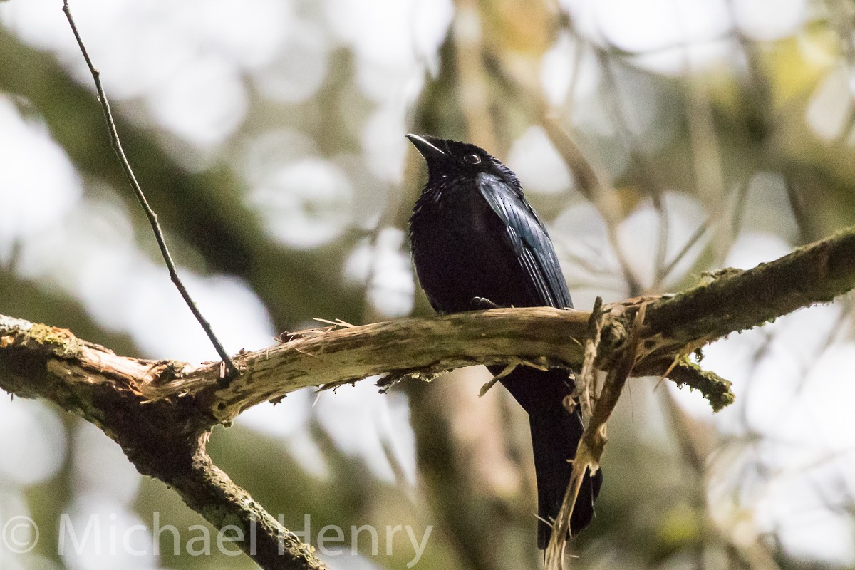 Lesser Racket-tailed Drongo - Michael Henry
