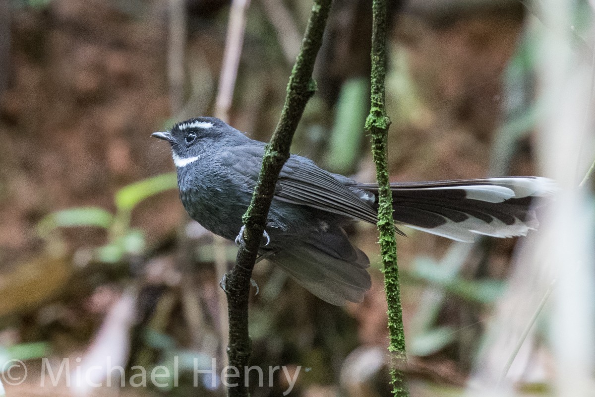 White-throated Fantail - Michael Henry