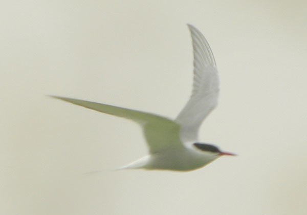 Arctic Tern - Martin Reid