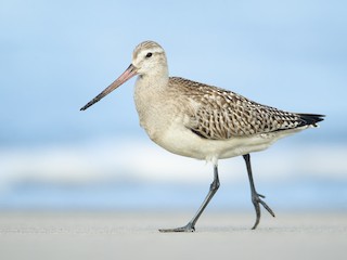  - Bar-tailed Godwit