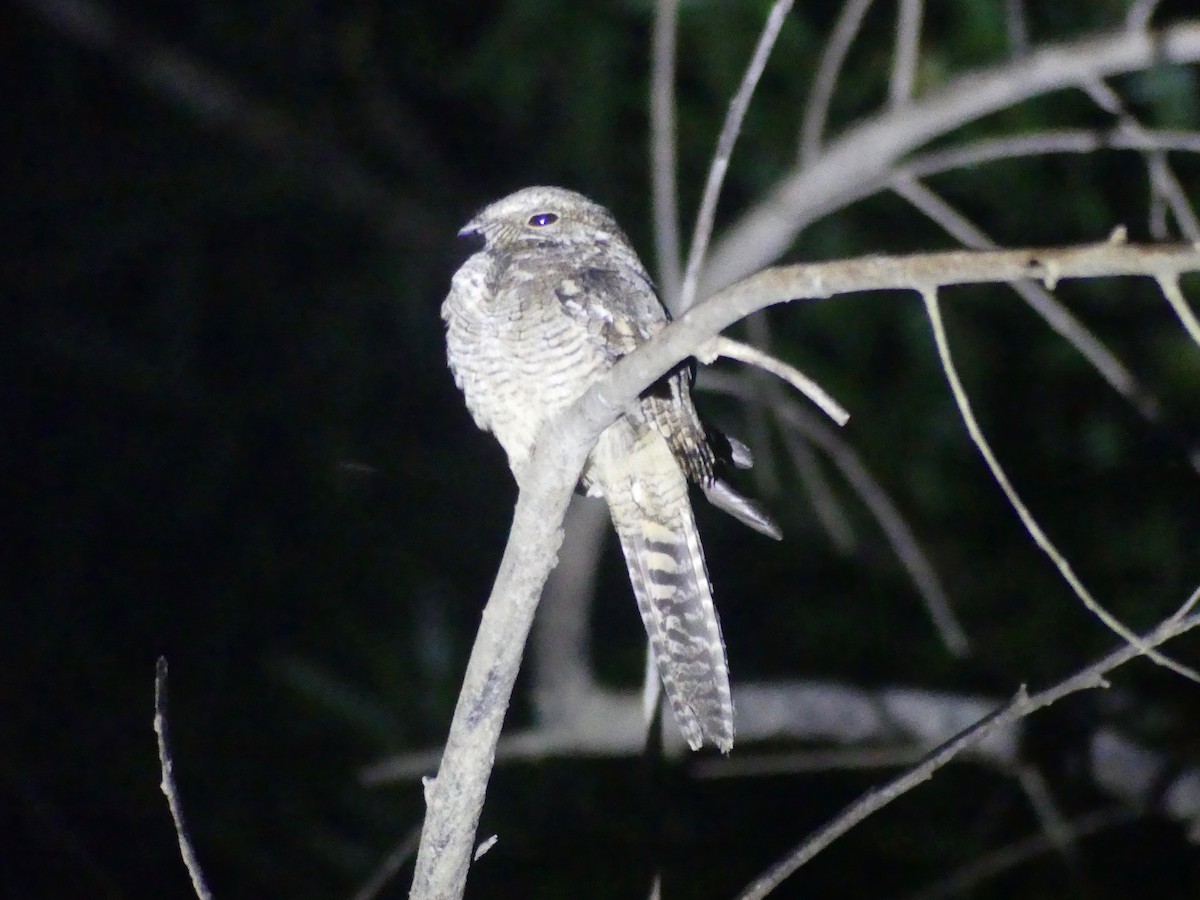 Ladder-tailed Nightjar - Eamon Corbett