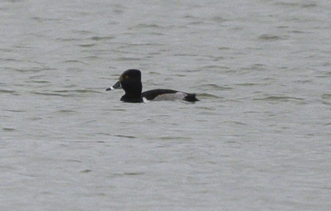 Ring-necked Duck - Norman Soskel