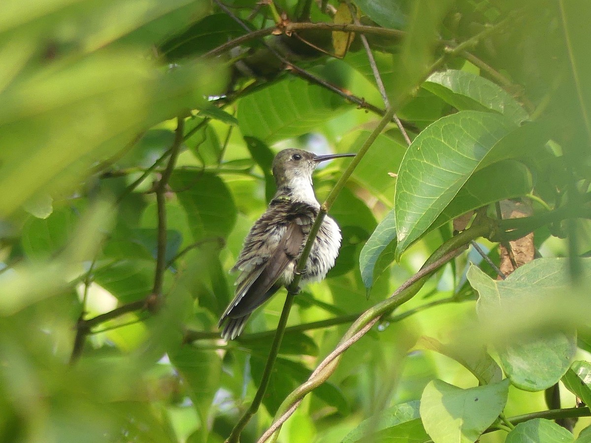Olive-spotted Hummingbird - Eamon Corbett