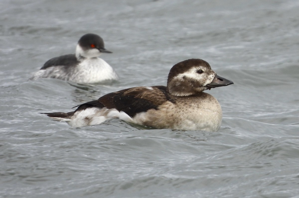 Long-tailed Duck - ML189215251