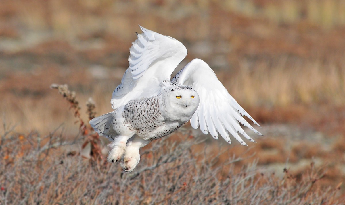 Snowy Owl - ML189215671