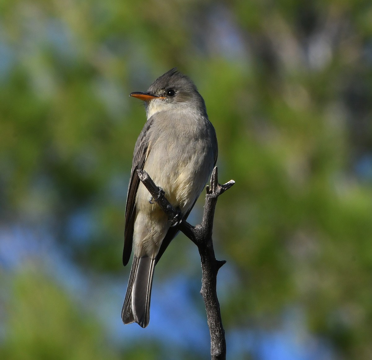 Greater Pewee - ML189217191