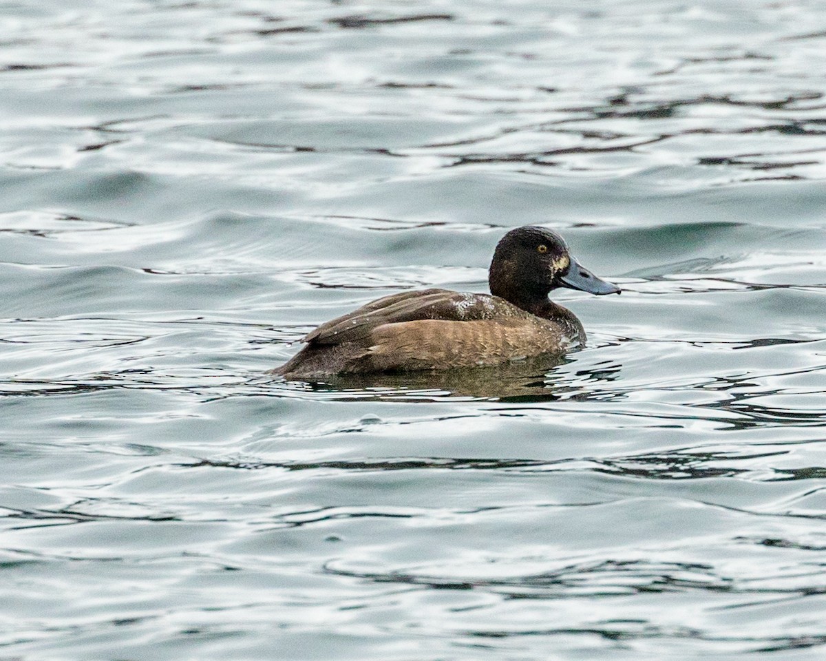Greater Scaup - Michael Foster