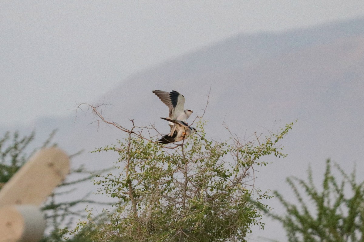 Black-winged Kite (Asian) - ML189221711