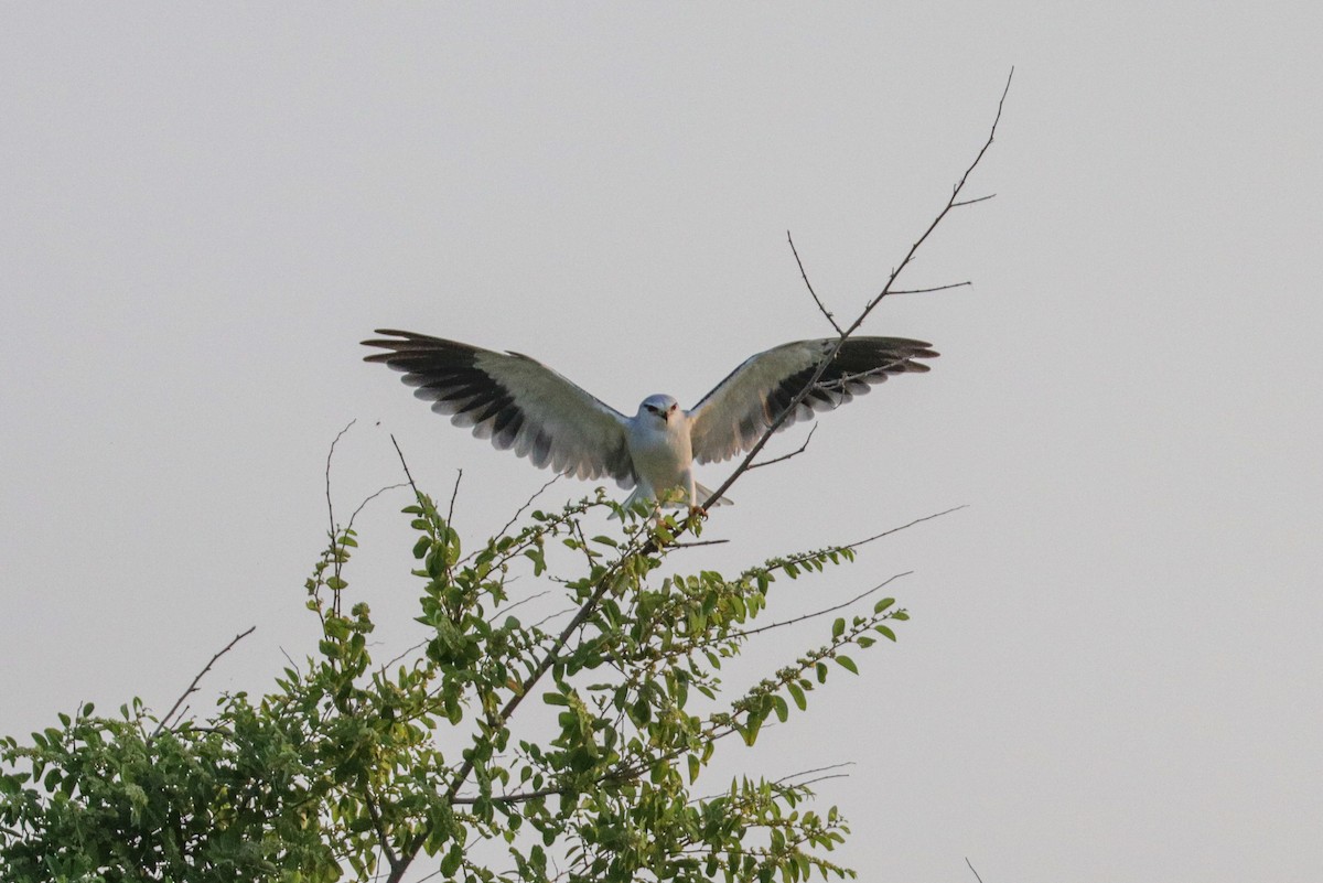 Black-winged Kite (Asian) - ML189221791