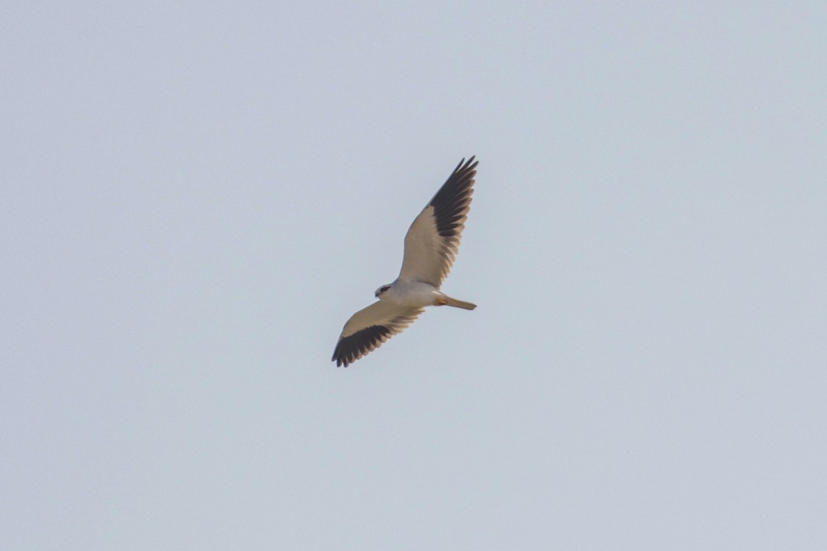 Black-winged Kite (Asian) - ML189221801