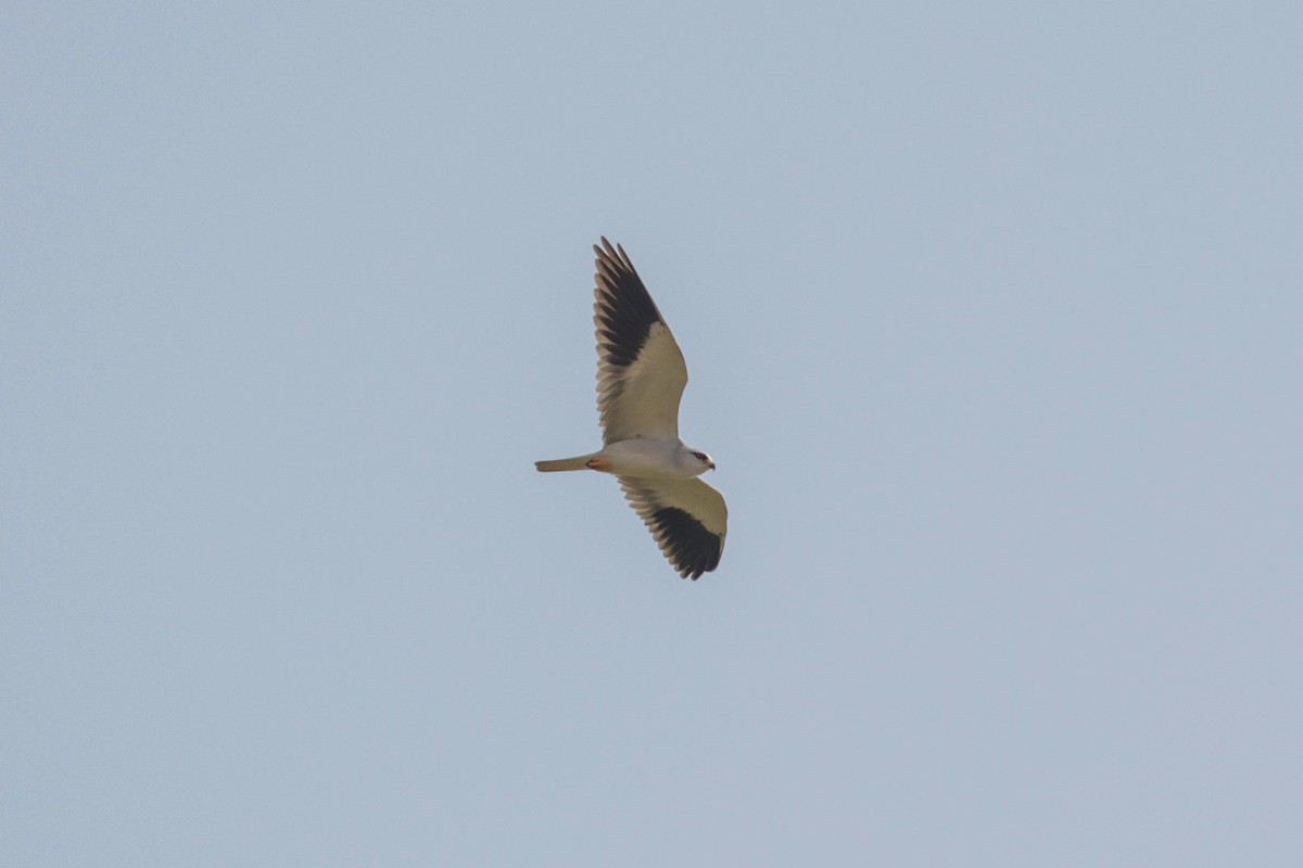 Black-winged Kite (Asian) - ML189221811