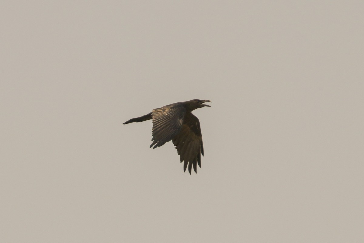 Brown-necked Raven - ML189221851