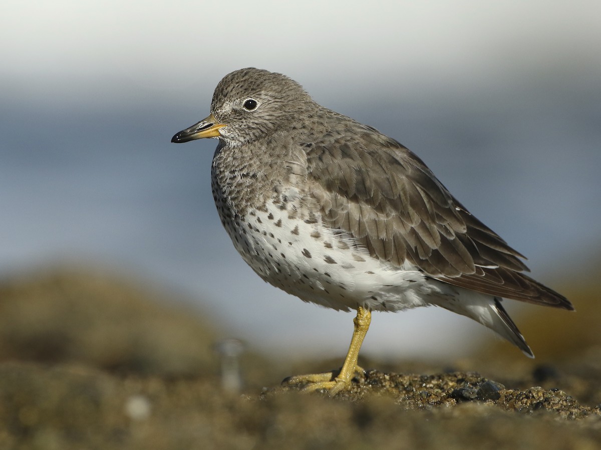 Surfbird - Calidris virgata - Birds of the World