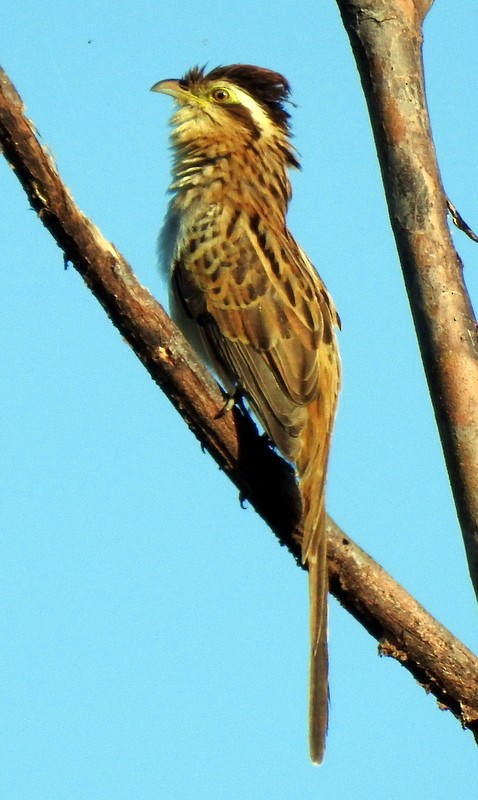 Striped Cuckoo - Bill Fox