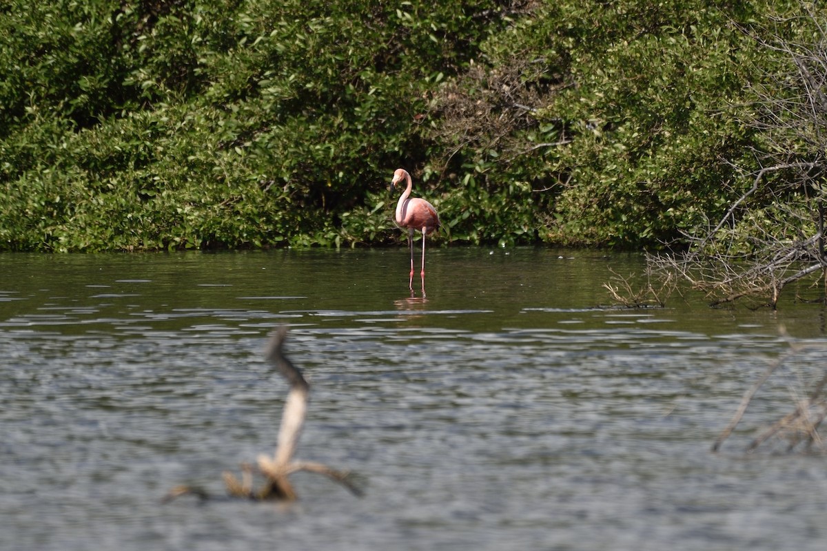 American Flamingo - Michiel Oversteegen