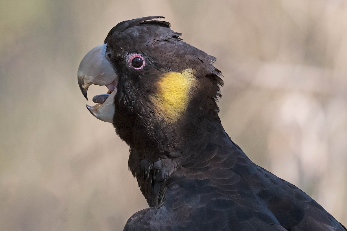 Yellow-tailed Black-Cockatoo - Terence Alexander