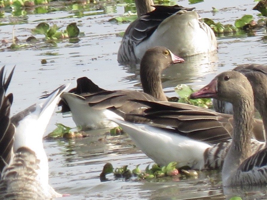 Lesser White-fronted Goose - ML189250181