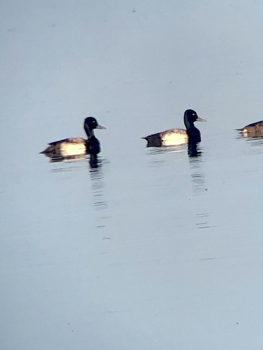 Lesser Scaup - Soule Mary