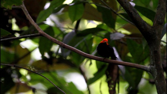 Red-capped Manakin - ML189250301