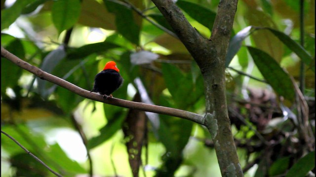 Red-capped Manakin - ML189251021