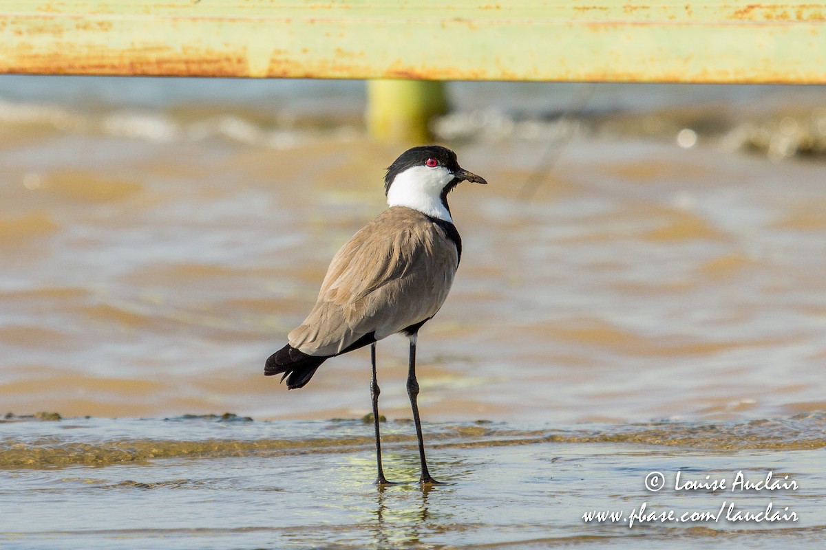 Spur-winged Lapwing - ML189251971