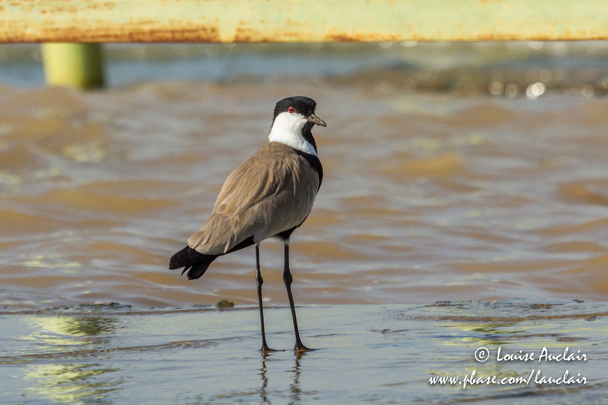 Spur-winged Lapwing - ML189251981
