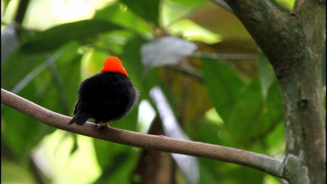 Red-capped Manakin - ML189252141