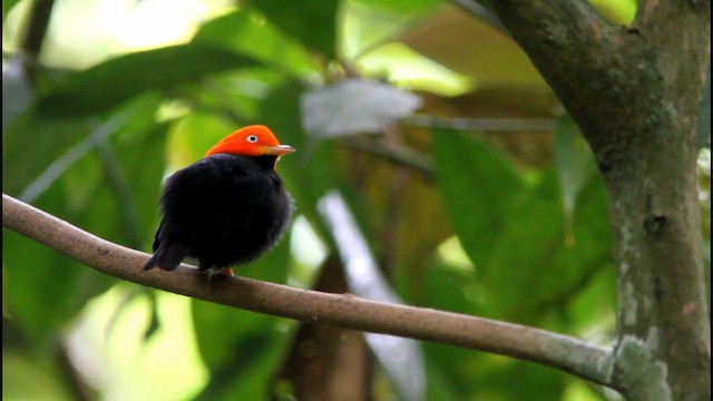Red-capped Manakin - ML189252161