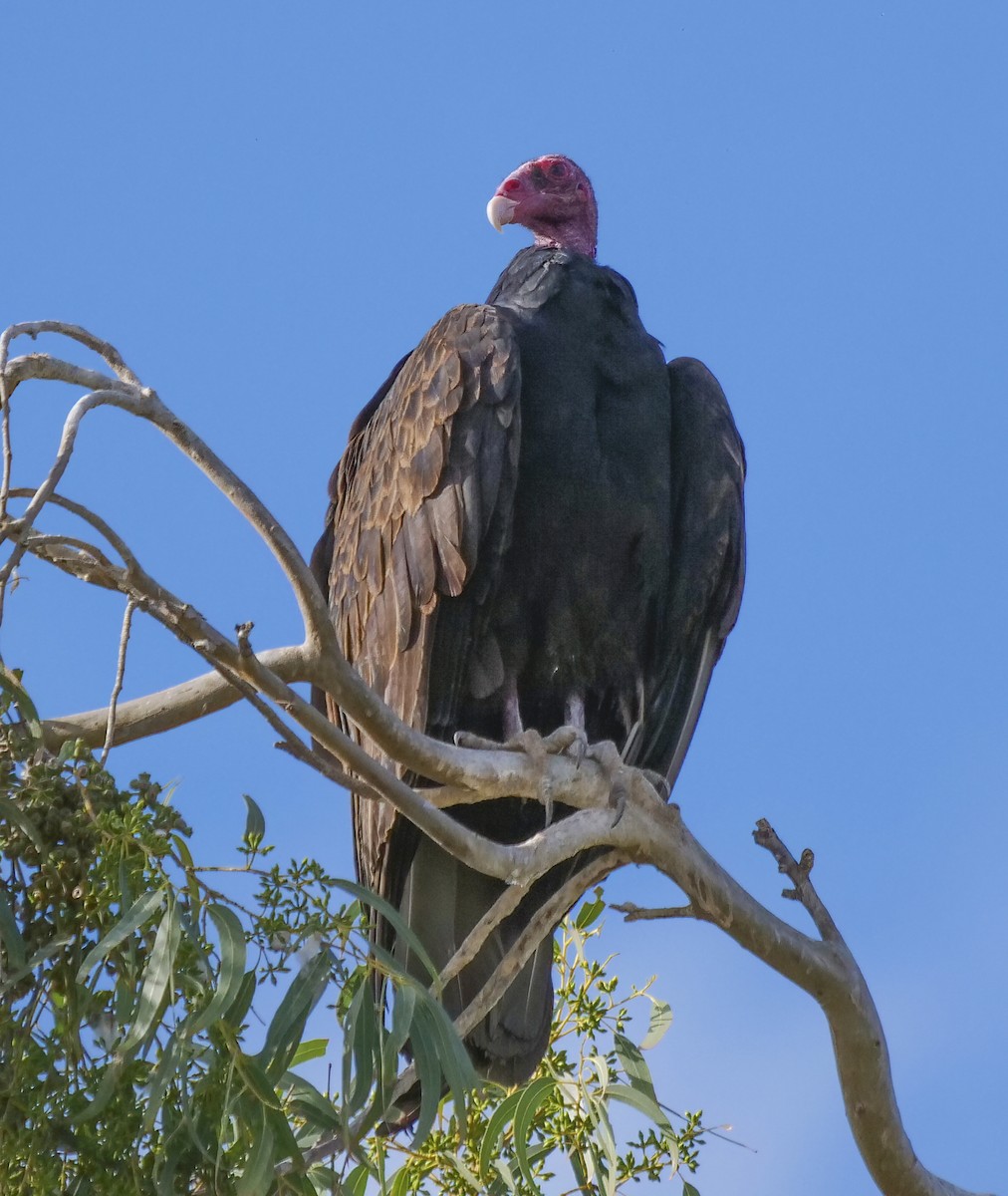 Turkey Vulture - ML189252761