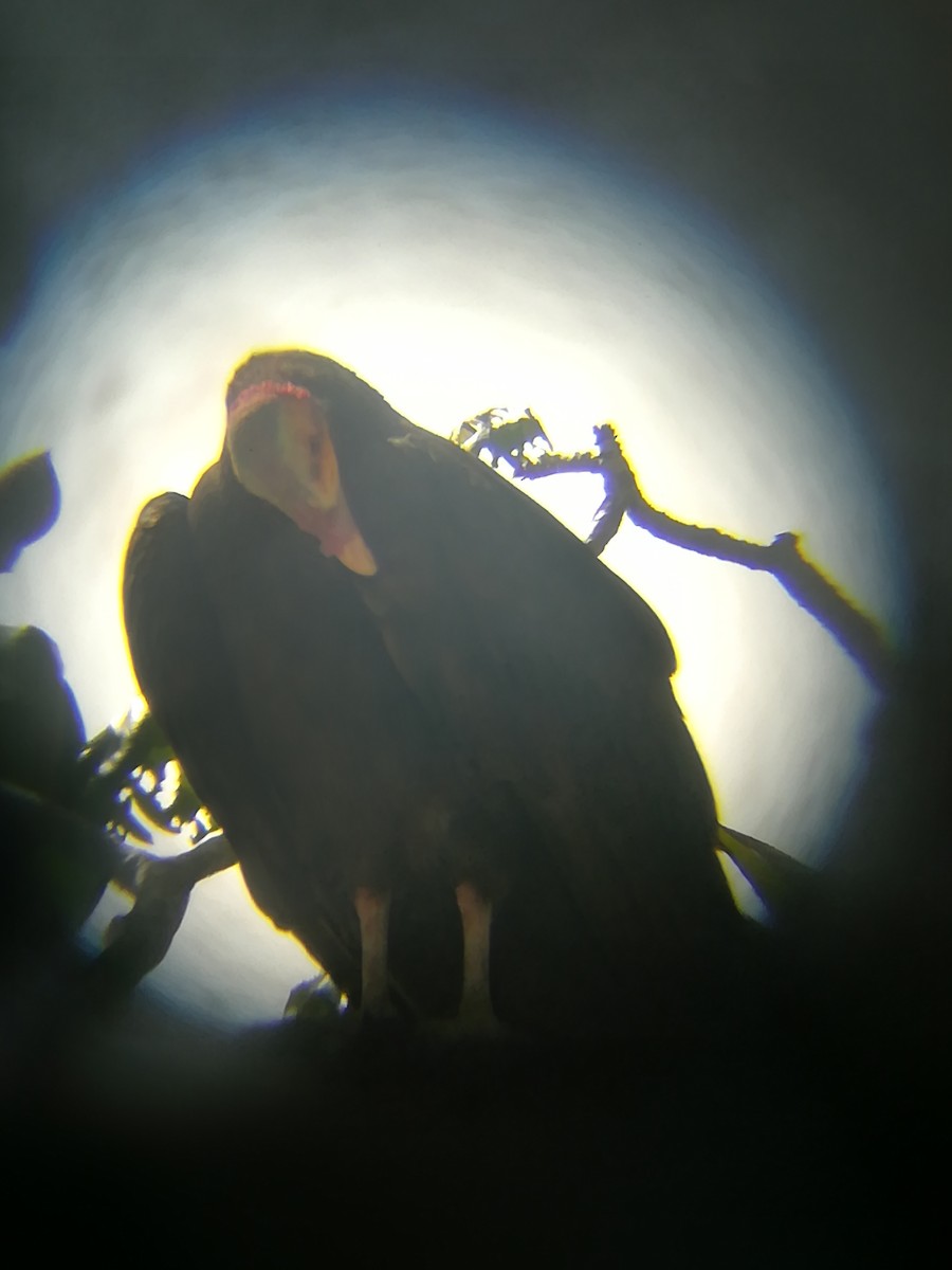 Lesser Yellow-headed Vulture - Paul 🐈🔭🦜 Rodríguez @elpuma