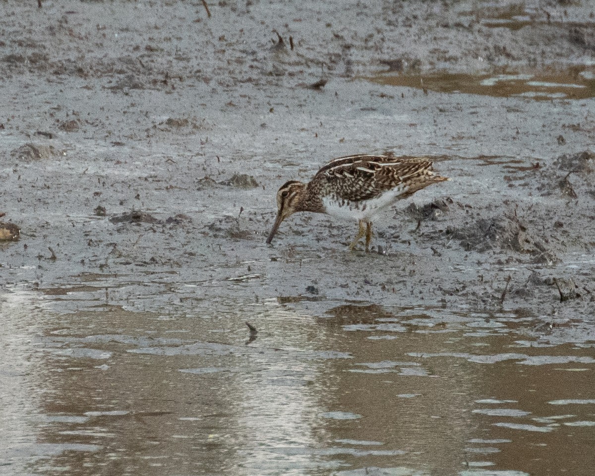 Common Snipe - Dixie Sommers