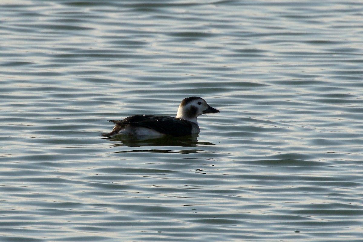 eBird Checklist - 22 Nov 2019 - Lagerman Agricultural Preserve ...